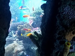 Visit to an aquarium in cities