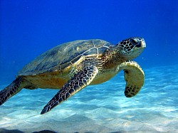 Water font, sea turtle