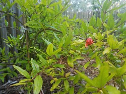 Plant life