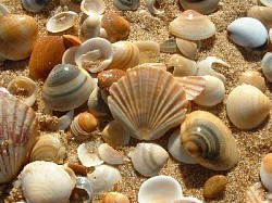 Sea shells