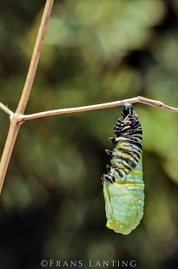 story of the butterfly