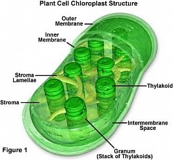 Plant cell